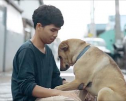 Stray Dog Melts Into Man’s Arms When He Gives Her A Hug