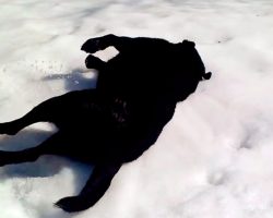 Dog Runs Out In Snow And Immediately Falls Down. Family Can’t Stop Laughing At His New “Trick”