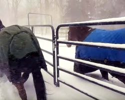 Mom Sends Her Horses Out In The Snow, But The “Synchronized Sissies” Come Right Back