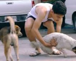 Man Washes Stray Dogs In Thailand And Improves Their Lives Immeasurably