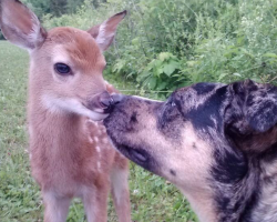 20 Pics That Show Fawns Are Only Second To Dogs In Overall Cuteness