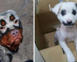 24 Dogs With Some Of The Strangest And Cutest Fur Markings