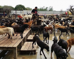 Caring Family Dedicates Their Lives To Helping 3,000 Stray Dogs