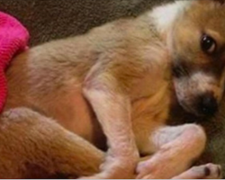 Family Takes This Sick Puppy Home To Die In Peace… But They’re In For A Huge Surprise