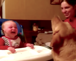 Dog Tries To Convince Baby That Green Beans Are Good, Has Baby In Stitches