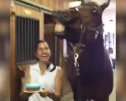 They Sing Happy Birthday To A Horse. Now Keep Your Eyes On His Face…