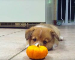 Corgi Puppy Sees Miniature Pumpkin For First Time, Has Millions In Love When He ‘Attacks’ It
