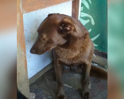 Depressed Dog Is Alone At Shelter For 2 Years, Then Recognizes A Familiar Smell