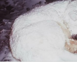 Rescuers Rush To Save Dog Curled Up In The Freezing Snow For Two Days To Find He’s Protecting Something