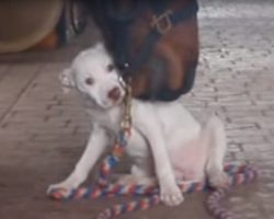 Pit Bull Puppy Falls In Love With A Horse