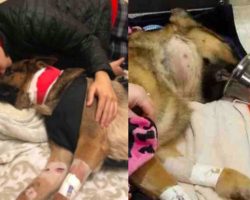 Dog Takes 4 Bullets Saving Boy From Robbers – Family Alone Couldn’t Pay For Surgery To Save Him