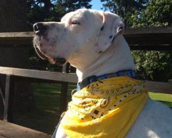 If You See A Dog With A Yellow Ribbon, Here’s What You Should Do