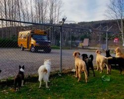 These Dogs Are About To Go Home From ‘Daycare’ In The Sweetest Way Possible