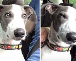 19 Times Dogs Realized They’re Going To The Vet And Not The Park