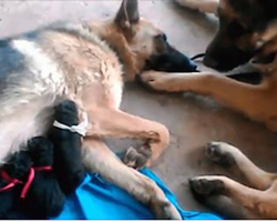 Mom just gave birth to a litter of puppies. But what dad does next—I’ve never seen anything like it