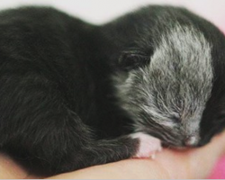 Kitten Born With Two Faces Has Grown Up To Be The Most Beautiful Cat You’ll Ever See