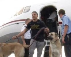 Airline Refuses To Fly Marine’s Dogs To New Base, So Heiress Charters Private Jet