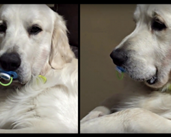 Mom Tries To Pull Baby Pacifier Out Of Dog’s Mouth, But He Refuses To Let Go No Matter What