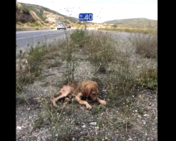 Everyone Had Ignored This Pup In The Middle Of The Road. But Then This Happened.