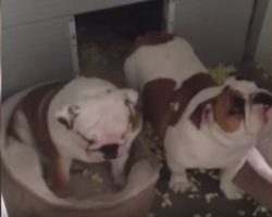 Mom asks bulldogs who made the mess, one of them admits guilt in the most hilarious way!