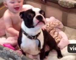 Mom tells the dog to get out of the crib, but he disobeys her in a hilariously sweet way