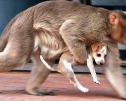 Monkey Snatches Abandoned Puppy Off Streets, But Nobody Could Have Predicted The Reason Why