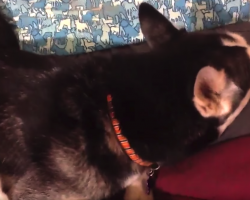 Husky Is Mad And Won’t Look At Owner, So Mom Starts Singing Her Favorite Song