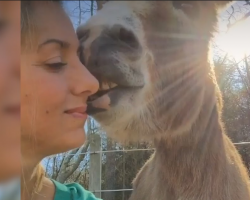 Rescued Donkey Acts Like A Puppy