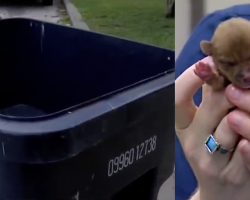 They Found The Runt Of A Litter Thrown Out Like Garbage. And That’s Not All…