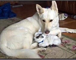 Baby Goat Thinks German Shepherd Is Her Mama