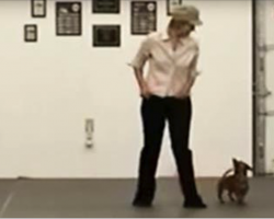 Woman Stands With Tiny Dachshund, When the Music Starts Keep Your Eyes Firmly On The Dog