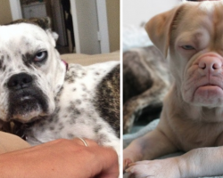20 Dogs Who Put Grumpy Cat To Shame With Their Hilarious Grumpiness
