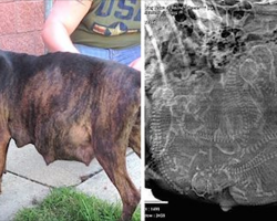 Pregnant Pit Bull Refuses To Give Birth When Foster Parents Are Stunned By Her Ultrasound