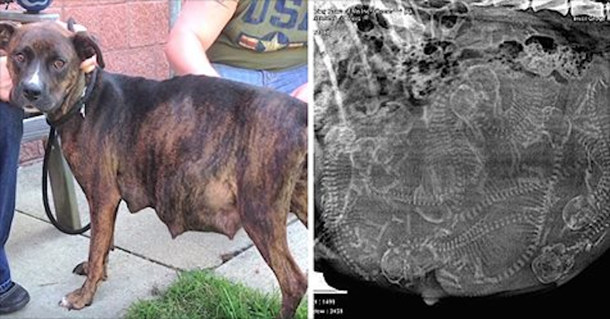 Pregnant pitbull refuses to give birth – then new foster mom sees heap of babies in her ultrasound