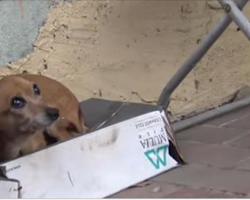 Dog sat in shoebox for months waiting to be rescued, and then they finally came