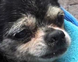 Elderly And Blind, This Chihuahua Was Dumped In A Sewer. Luckily, A Hero Stepped Up To Help!
