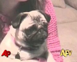 “America’s Funniest Home Videos” Animal Clips
