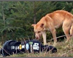 Emaciated Stray Dog Sees Lady Lying On The Ground. His Response Is Winning Hearts