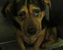 Couple Sees The Saddest Dog Photo And Adopts, Despite Warnings From Shelter