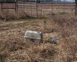 Bikers See An Abandoned Cage. What They Find Inside Changes Their Lives Forever.