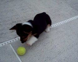 Butler the Corgi Puppy Sees A Ball For The First Time!