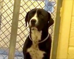 This shy shelter dog’s reaction when he sees he’s finally adopted is priceless