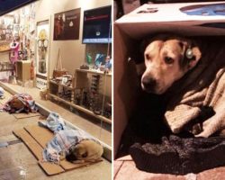Freezing Dogs Take Shelter At The Mall, Shop Owner Spots Them And Takes Matters Into His Own Hands
