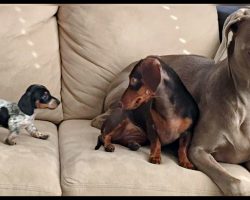 Two Dogs Meet Their New Little Sister For The First Time