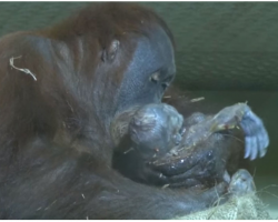 Orangutan Gives Birth On Camera, Sees Human Watching And Does The Most Extraordinary Thing