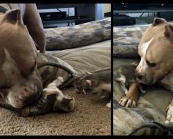 Pit Bull Who Loves Cats Finally Gets His Own Litter Of Kittens