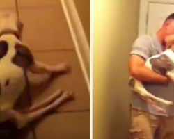 Paralyzed Pit Bull Lies On Floor – Watch The Moment Her Veteran Dad Comes Home After 6 Months