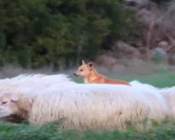 Dog Is Supposed To Be Guarding Sheep, But His ‘Method’ Has Entire Internet In Laughter