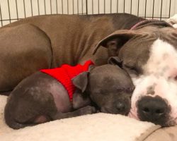 Pit Bull is devastated after her babies died, but then she met an orphaned puppy