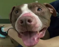 Abandoned Pit Bull Learns To Love Again! This Will Restore Your Faith In Humanity